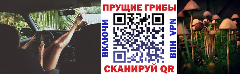 Псилоцибиновые грибы Psilocybe  Балей 